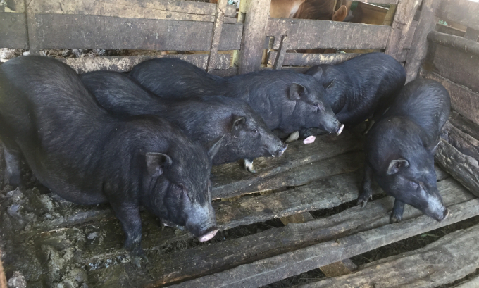 Lợn đen bản địa giúp vùng cao Hà Quảng giảm nghèo