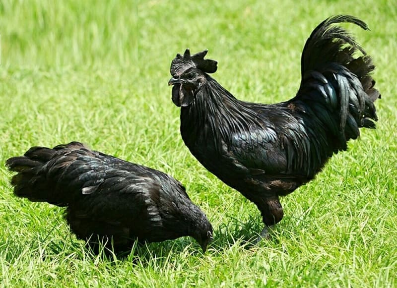 Tìm hiểu về giống gà H'Mông đen độc lạ, quý hiếm