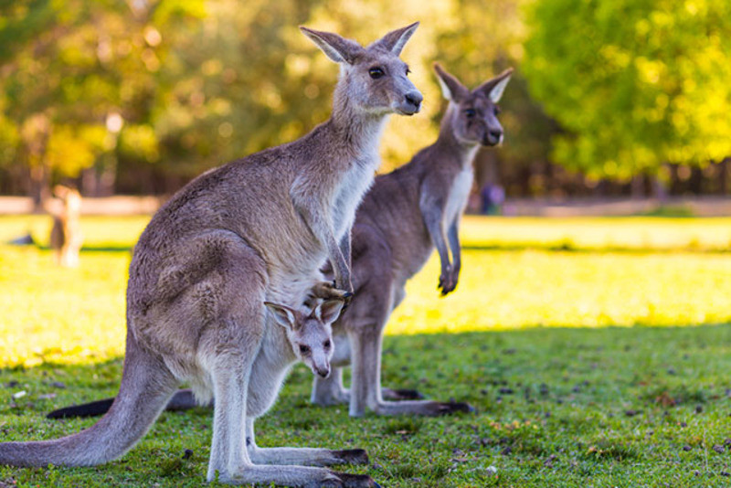 Câu chuyện thú vị về chuột túi Kangaroo - Biểu tượng nước Úc